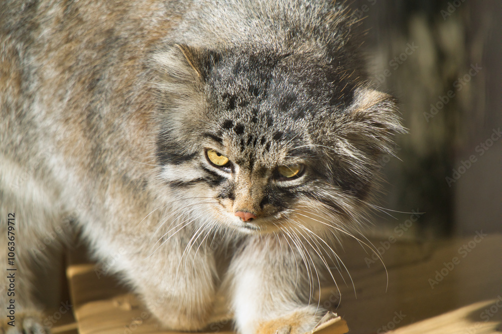 Obraz premium 闊歩するマヌルネコ