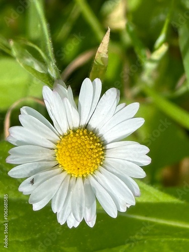 fiore