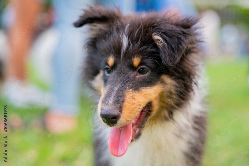 The cute Shetland Sheepdog was happily playing on the grass in the park over the weekend. The cute Shetland Sheepdog was happily playing on the grass in the park over the weekend.