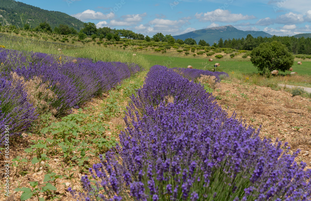 Obraz premium Lavender field in France