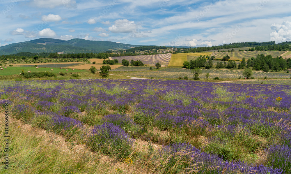 Fototapeta premium Lavender fields in France