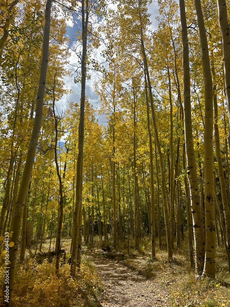 Obraz premium colorado fall hike rockies aspen