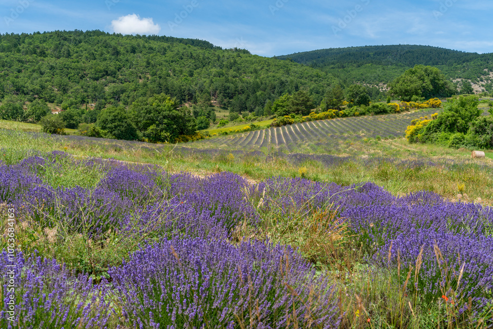 Fototapeta premium Lavender fields in France