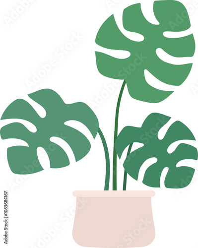 Monstera deliciosa potted plant vector illustration.Houseplant