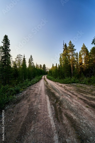 Dirt road winds through a dense forest at sunset