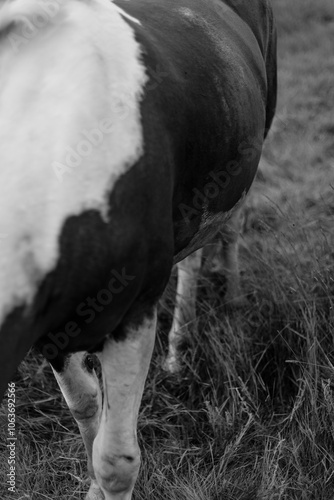 person and horse