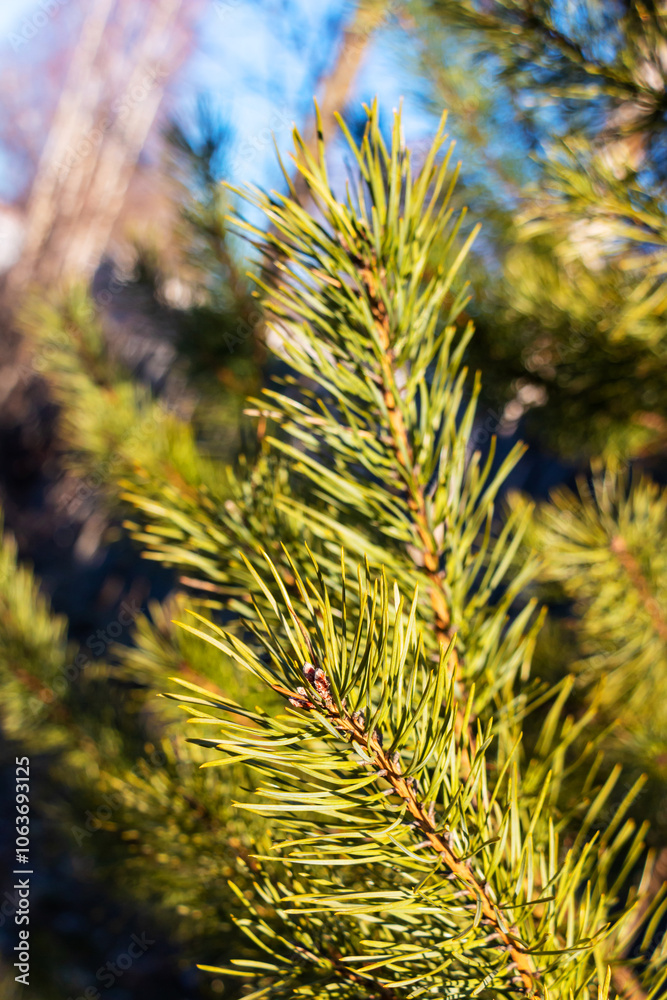 Green pine branches on a sunny winter day against a blue sky Green pine branches on a sunny winter day against a blue sky