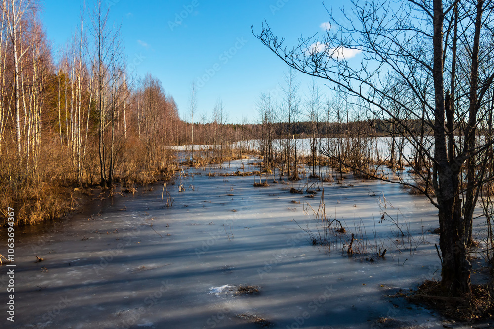 Transparent thin ice covered the swamp with different trees and grass in winter Transparent thin ice covered the swamp with different trees and grass in winter