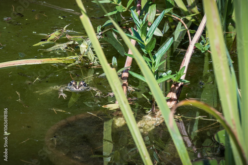 grenouille dans l'eau