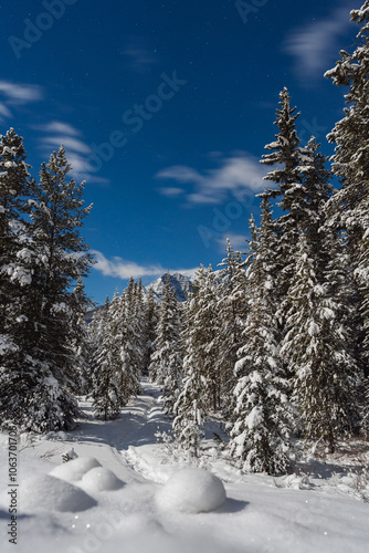 Snowy Night Pines