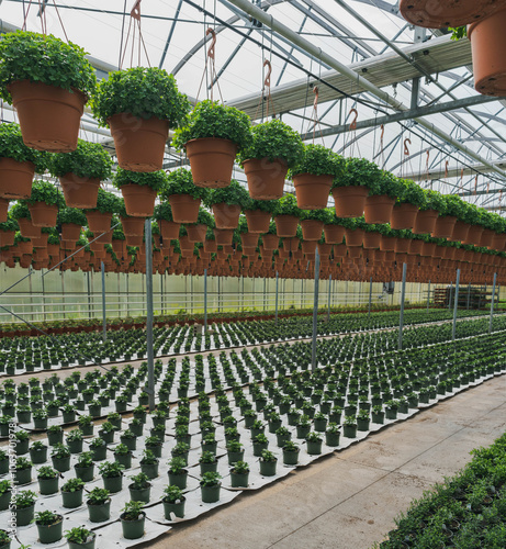 Array of Hanging Pots in Greenhouse