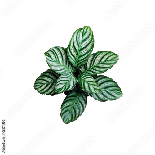 Calathea isolated on a transparent background and white background. Photo and PNG file photo