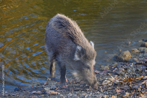 Young wild boar looking for food by the pond photo