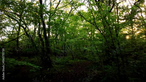 Wallpaper Mural Beautiful forests woodland Aerial drone sunset in the woodland forest deciduous Alpine nature Torontodigital.ca