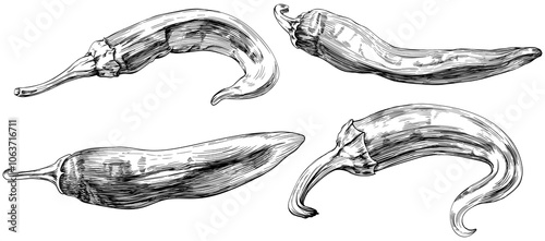 Chili pepper set hand drawn engraved ink art collection. Isolated paprika on white background.