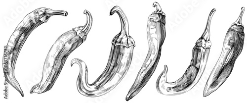 Chili pepper set hand drawn engraved ink art collection. Isolated paprika on white background.