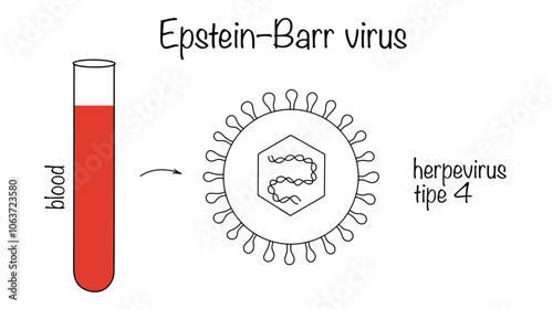 Epstein–Barr virus photo