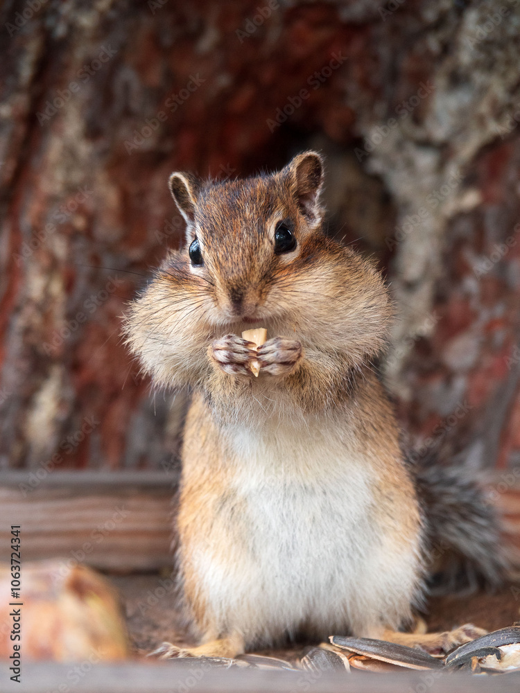 Chipmunk standing on its hind legs with a sunflower seed in its front paws. Close-up Chipmunk standing on its hind legs with a sunflower seed in its front paws. Close-up