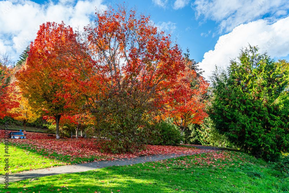 Naklejka premium Lake Park Autumn Trees 4