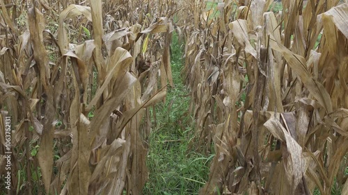 Crop failure due to damaged plants. Corn fields dry up due to mishandling photo