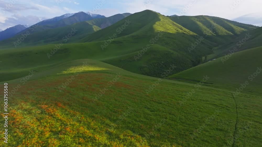 vast green hills in front of mountain range at summer evening, aerial drone point of view