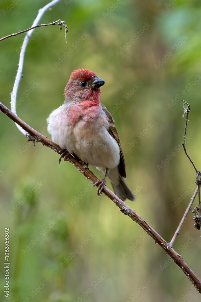 Common Rosefinch Common Rosefinch