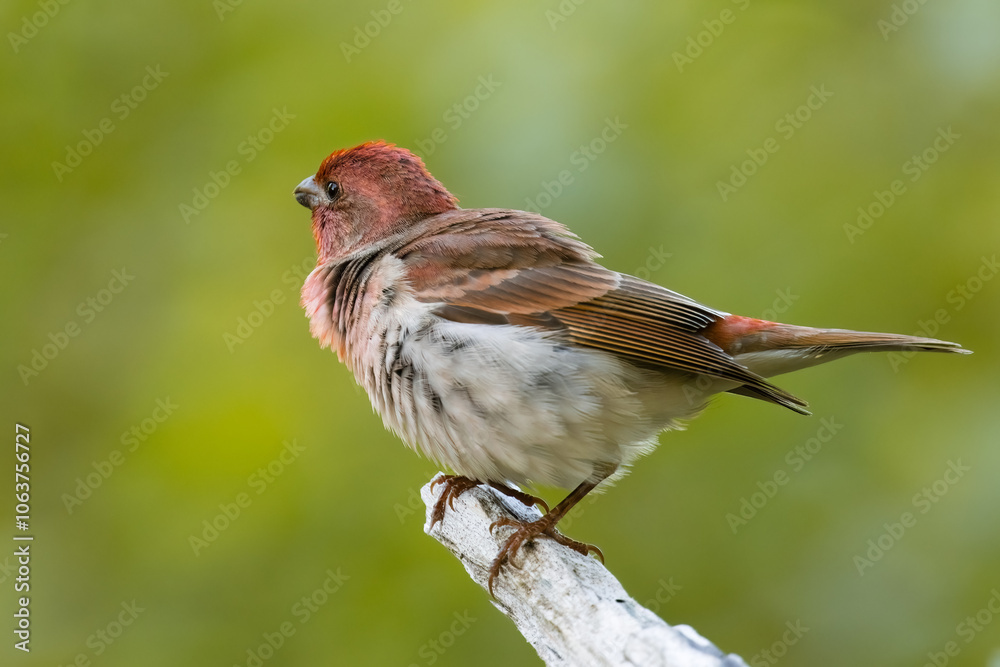 Fototapeta premium Common Rosefinch
