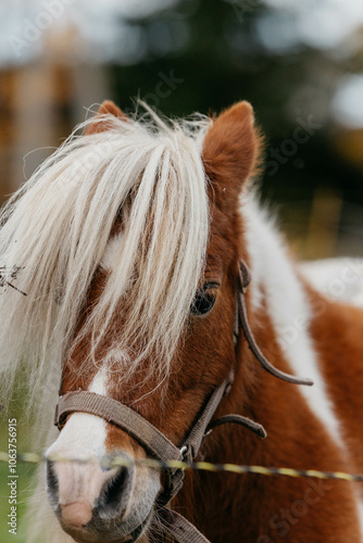 ponies in the pasture in autumn photo