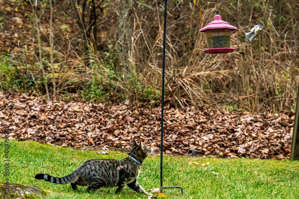 Cat Stalking Bird in Backyard Near Feeder.