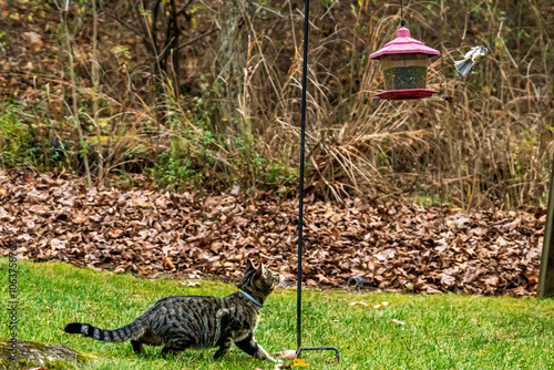 Obraz na płótnie Cat Stalking Bird in Backyard Near Feeder. w salonie
