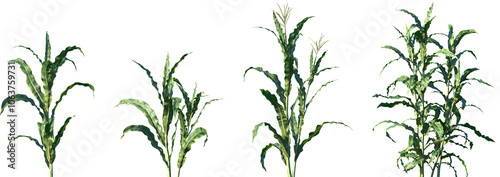 Set of Zea mays (also known as corn) frontal isolated png on a transparent background perfectly cutout high resolution