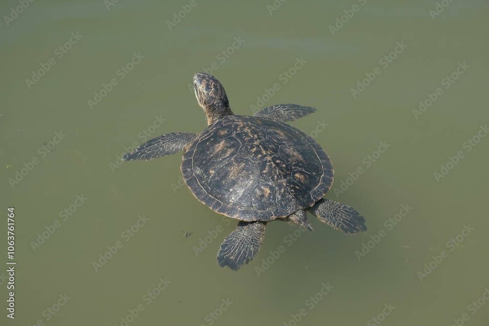 Serene turtle swimming gracefully in tranquil green waters, reflecting natural beauty and calmness Serene turtle swimming gracefully in tranquil green waters, reflecting natural beauty and calmness