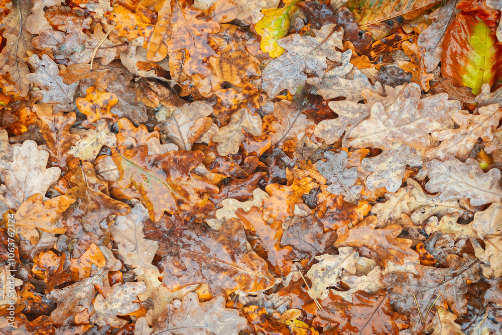 Obraz premium A pile of autumn oak leaves, some of which are brown and some are green. The leaves are wet and the pile is lying on the ground. Autumn leaves background