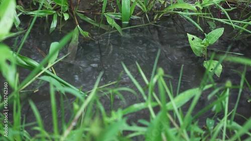 A puddle on the ground where rain fell. Puddles of rain in a small ditch and surrounded by green grass