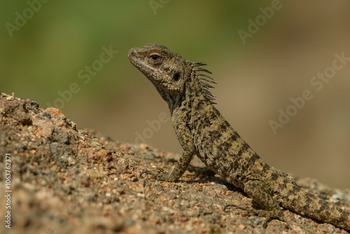 Majestic Desert Iguana Alertness Endurance Blends With Rocky Terrain Silent Strength