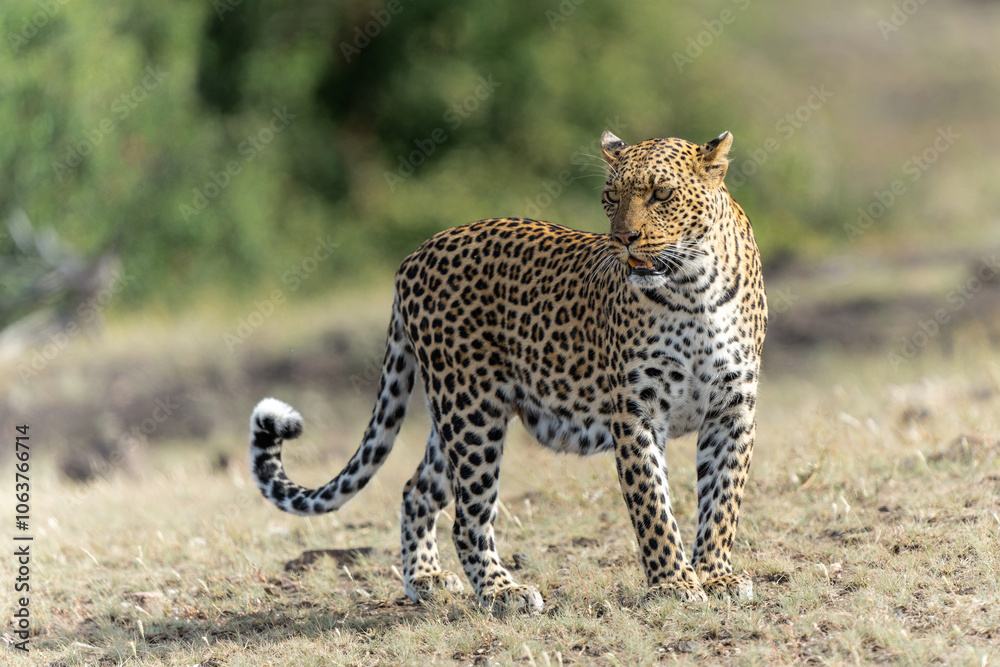 Obraz premium Leopard (Panthera Pardus) hunting. This leopard was hunting in Mashatu Game Reserve in the Tuli Block in Botswana 