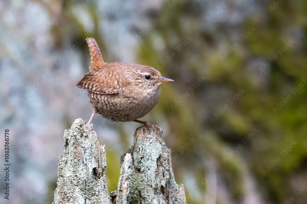 Fototapeta premium Eurasian Wren