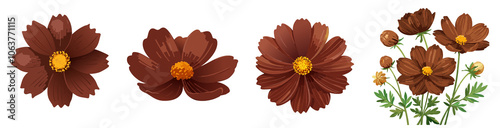 Set of rare chocolate cosmos flowers.