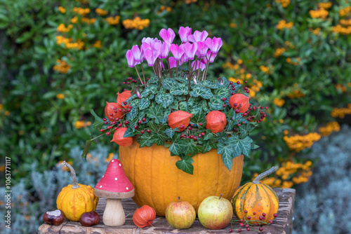 Kürbis dekoriert mit pink Alpenveilchen (Cyclamen), Physalis, Hagebutten und Efeuzweigen  photo