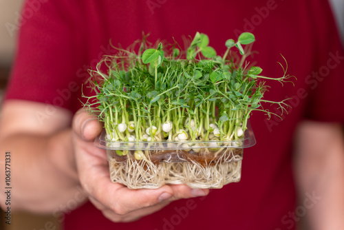 Growing Micro-green for Healthy Food. Box of Green Pea Organic Microgreens in Male Hands Close-up.