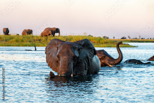 Close encounter with Elephants crossing the Chobe river between Namibia and Botswana in the late afternoon seen from a boat. photo