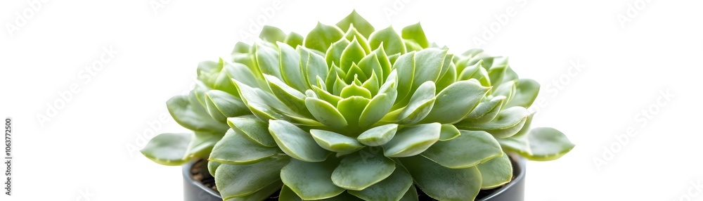 Close-up of a green succulent plant with multiple leaves Close-up of a green succulent plant with multiple leaves