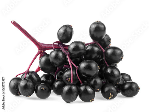 Bunch of ripe elderberries isolated on a white background. Sambucus nigra, black elderberry fresh fruit.