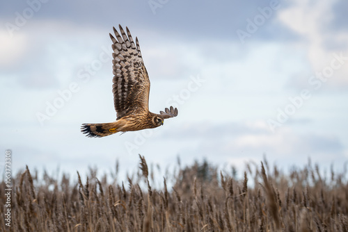 Hen Harrier or Northern Harrier is long-winged, long-tailed hawk of open grassland and marshes. Close view of a Northern Harrier (Circus cyaneus).  photo