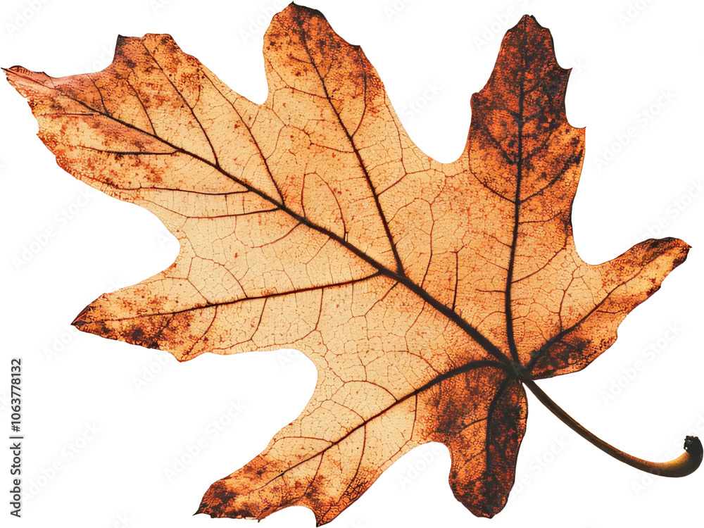 Obraz premium A delicate oak leaf mid-fall