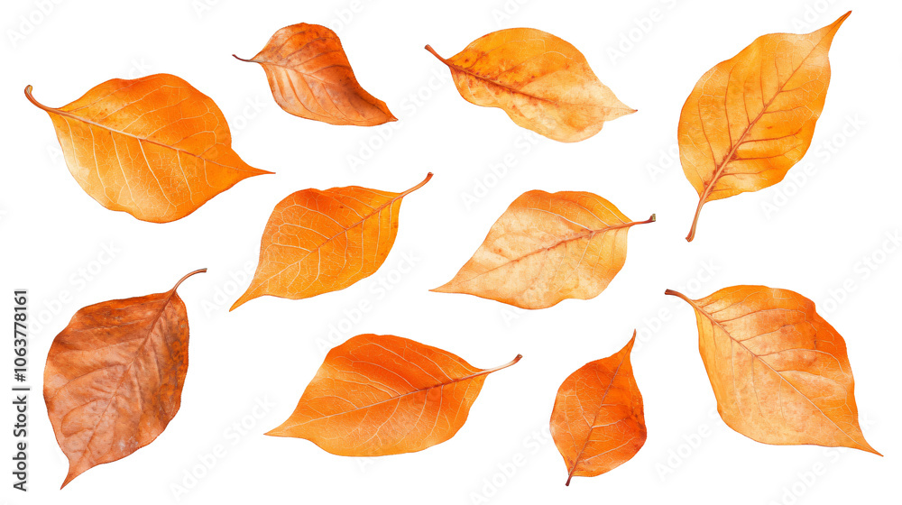 Obraz premium A collection of orange leaves slowly falling