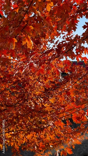 autumn tree, maple