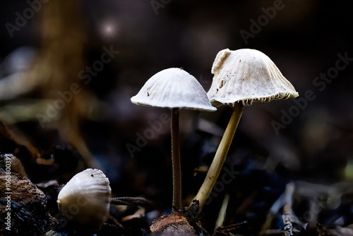 Obraz na płótnie
Macro shot of small mushrooms sprouting in the forest in autumn w salonie