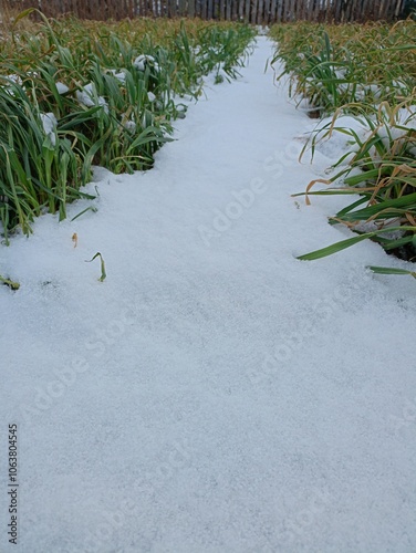 path in the snow