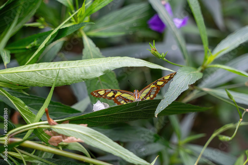 Beautiful butterfly on a green leaf photo